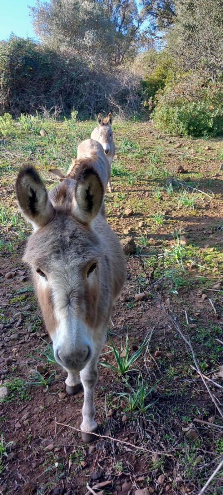 Agriturismo Su Tiresi カーラゴノネ エクステリア 写真